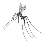 gnat gnats, generational negative and toxic sayings, donna woolam coach, living at my best